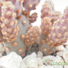 Una foto de Opuntia microdasys ssp. rufida fma. monstruosa