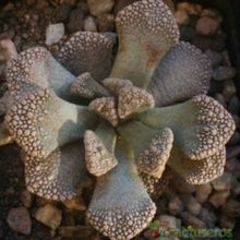 A photo of Titanopsis calcarea