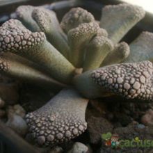 A photo of Titanopsis calcarea