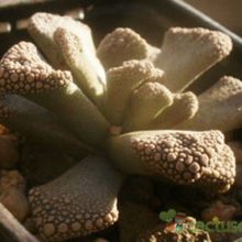 A photo of Titanopsis calcarea