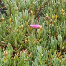 A photo of Carpobrotus acinaciformis