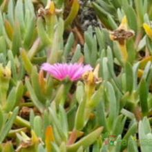 A photo of Carpobrotus acinaciformis