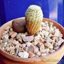 Una foto de Echinocereus rigidissimus