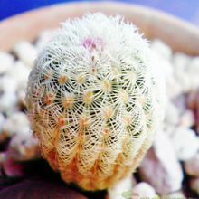 Una foto de Echinocereus rigidissimus