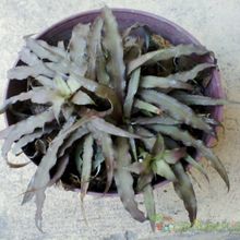 A photo of Cryptanthus bivittatus