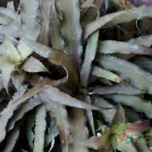 A photo of Cryptanthus bivittatus