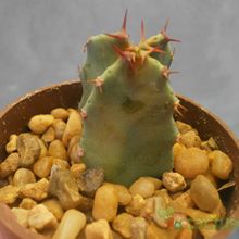 Una foto de Euphorbia resinifera