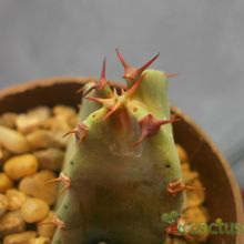 Una foto de Euphorbia resinifera