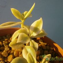 A photo of Mesembryanthemum cordifolium fma. variegada