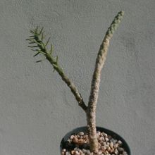 Una foto de Austrocylindropuntia verschaffeltii