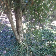 Una foto de Rhipsalis floccosa