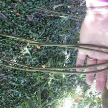 Una foto de Rhipsalis floccosa