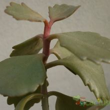 A photo of Kalanchoe sexangularis