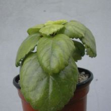 Una foto de Plectranthus verticillatus