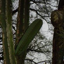 A photo of Cereus stenogonus
