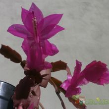 Una foto de Schlumbergera truncata