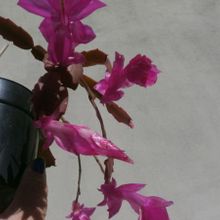 Una foto de Schlumbergera truncata