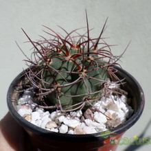 Una foto de Denmoza rhodacantha