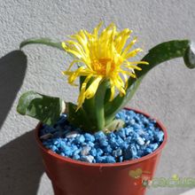 A photo of Glottiphyllum longum