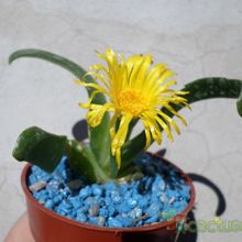 A photo of Glottiphyllum longum