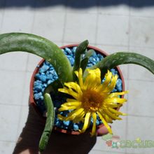 A photo of Glottiphyllum longum