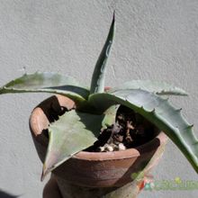 Una foto de Agave americana