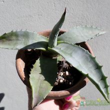 Una foto de Agave americana