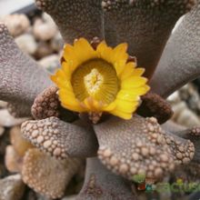 A photo of Titanopsis calcarea