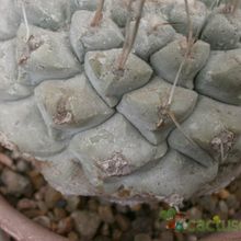 Una foto de Strombocactus disciformis