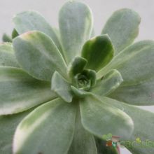 A photo of Aeonium castello-paivae fma. variegada