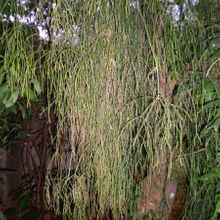 A photo of Rhipsalis burchellii