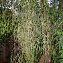 A photo of Rhipsalis burchellii