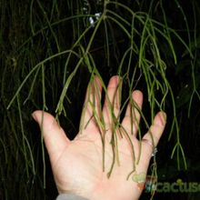 A photo of Rhipsalis burchellii