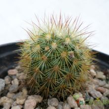 A photo of Mammillaria densispina
