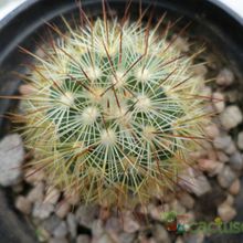 A photo of Mammillaria densispina