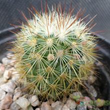 A photo of Mammillaria densispina