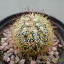 A photo of Mammillaria densispina