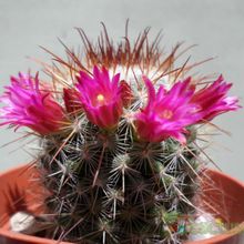 Una foto de Mammillaria nunezii