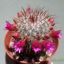 Una foto de Mammillaria nunezii