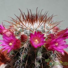Una foto de Mammillaria nunezii