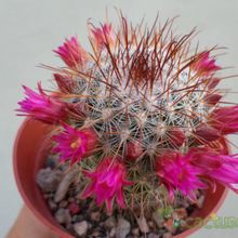 Una foto de Mammillaria nunezii