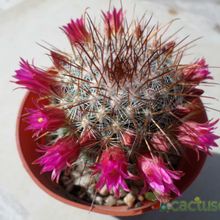 Una foto de Mammillaria nunezii