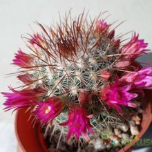 Una foto de Mammillaria nunezii