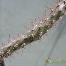 A photo of Opuntia aurantiaca