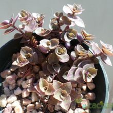 Una foto de Callisia repens