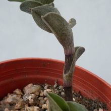 A photo of Callisia navicularis