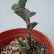 A photo of Callisia navicularis