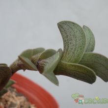 A photo of Callisia navicularis