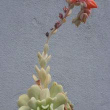 A photo of Echeveria runyonii cv. Topsy turvy 