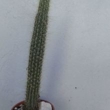 Una foto de Cleistocactus smaragdiflorus